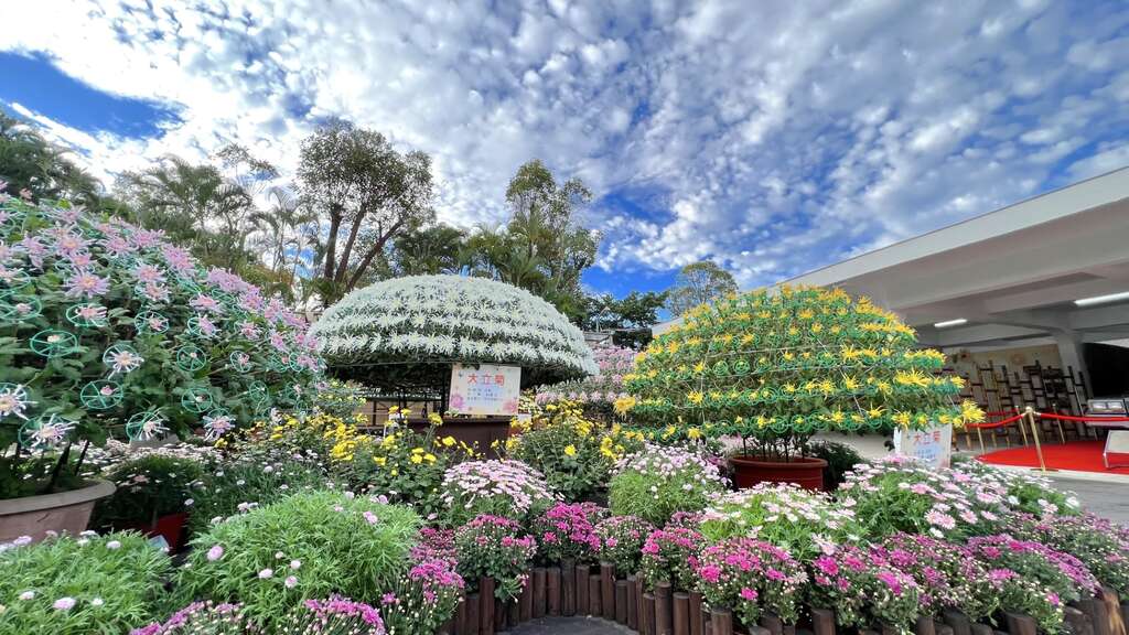 士林官邸菊展2024年